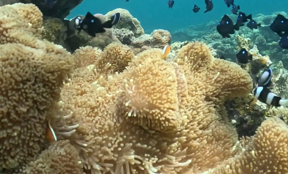 クマノミとセジロクマノミが同居しているシーン